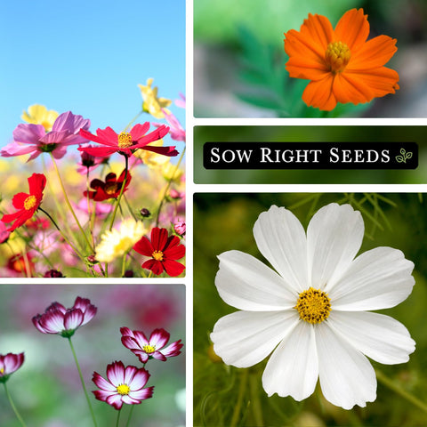 Sow Right Seeds cosmos attract pollinators like bees and butterflies.