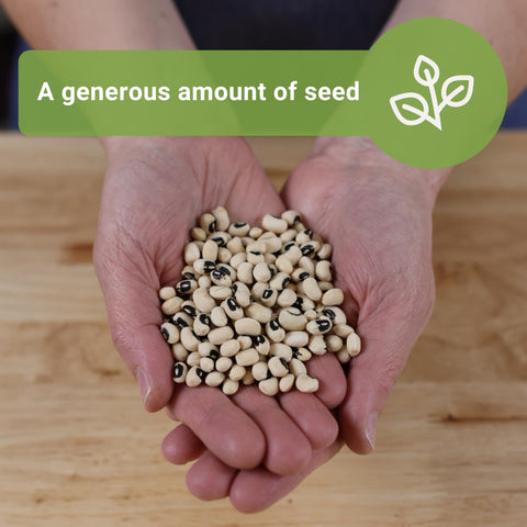 Sow Right Seeds cowpeas grow tall, 2–6 feet in full sun.