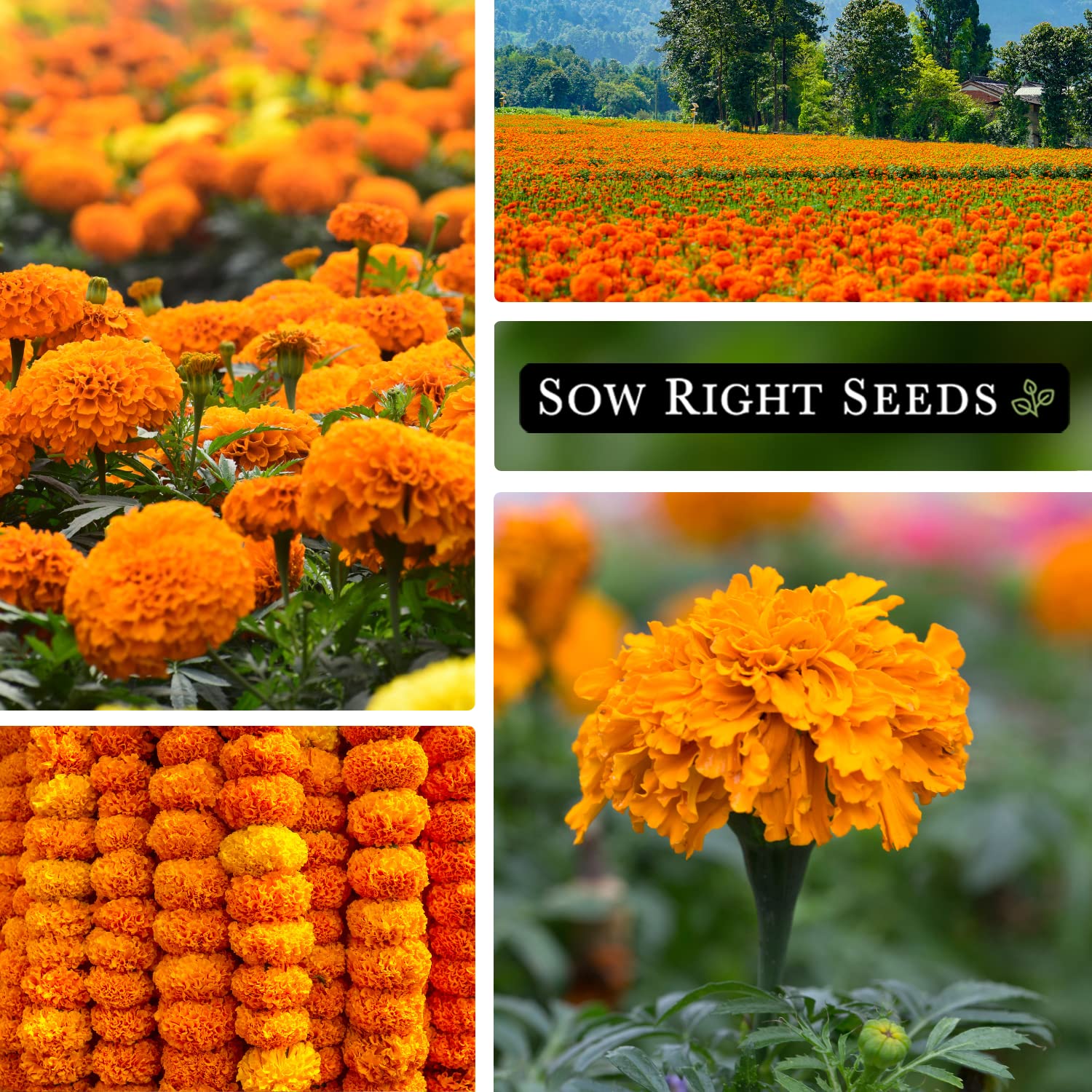 Sow Right Seeds Crackerjack marigold blooming with bright yellow-orange flowers.