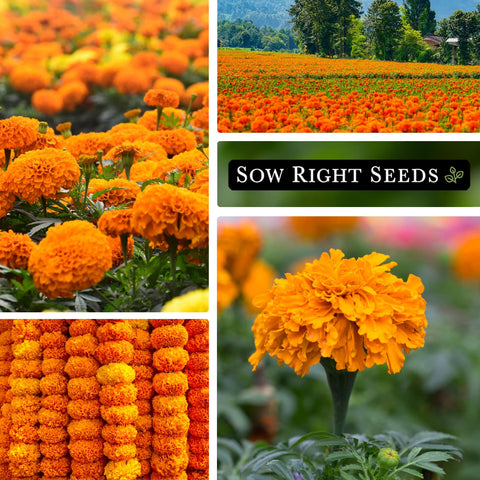 Sow Right Seeds Crackerjack marigold blooming with bright yellow-orange flowers.