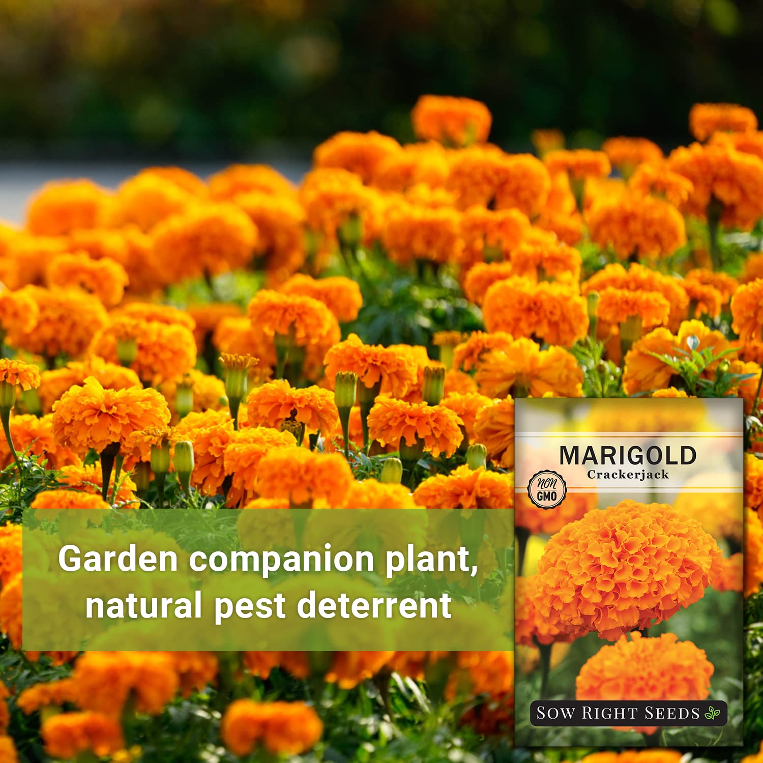 Sow Right Seeds Crackerjack marigold attracting butterflies and bees.