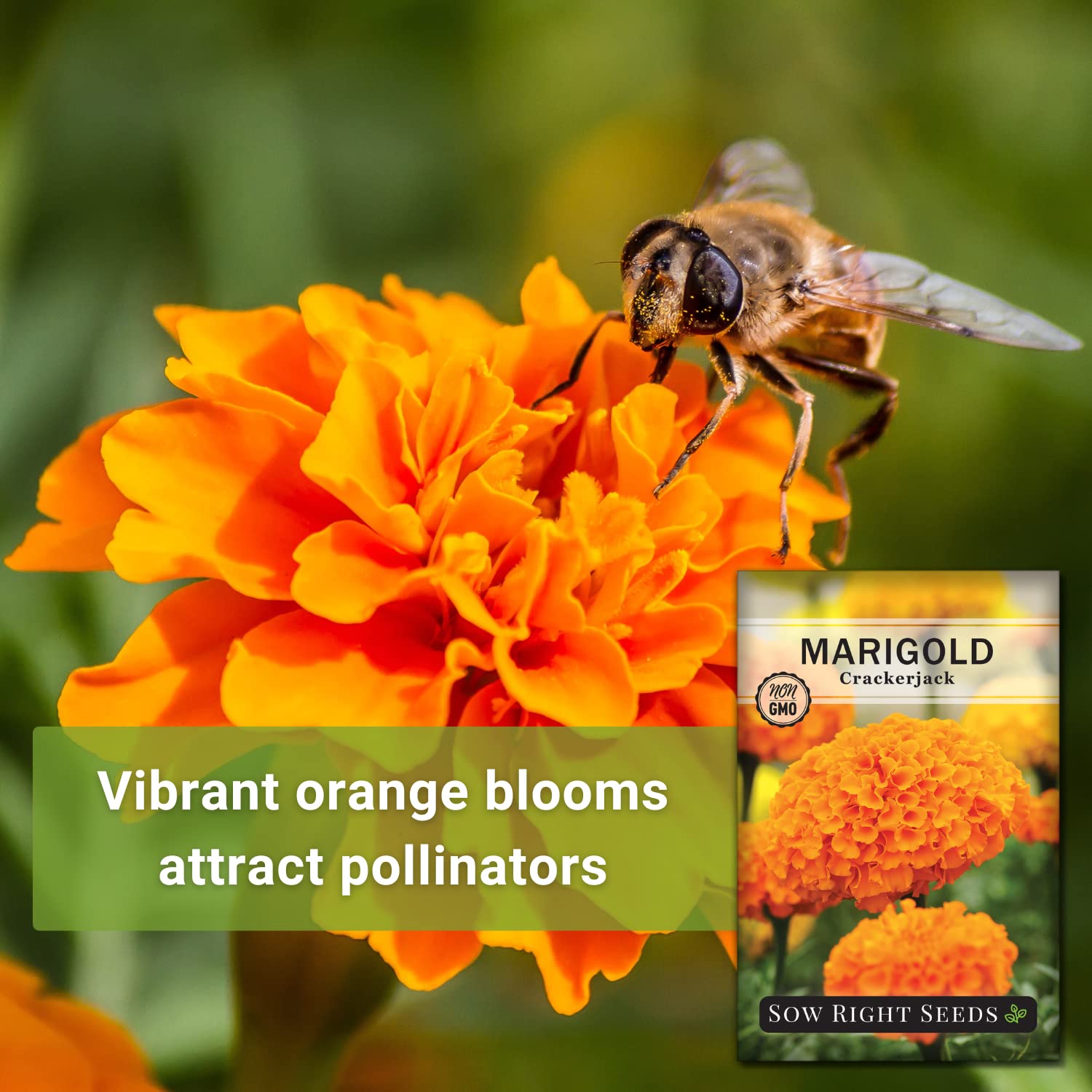 Sow Right Seeds Crackerjack African Marigold tall bush in sunny bed.