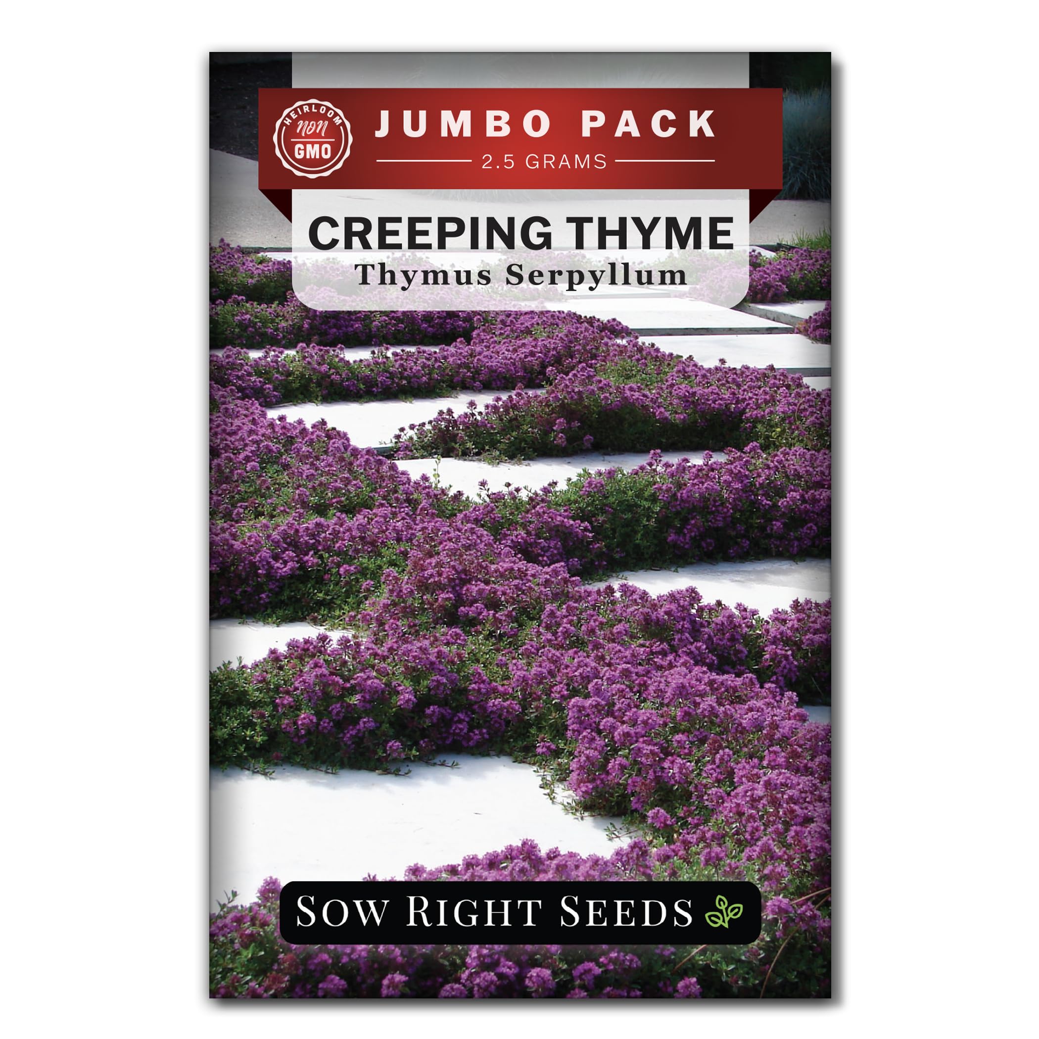 Sow Right Seeds creeping thyme ground cover with lavender blossoms across a border