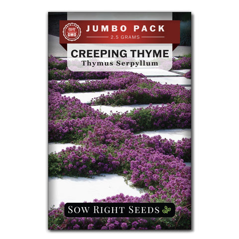 Sow Right Seeds creeping thyme ground cover with lavender blossoms across a border