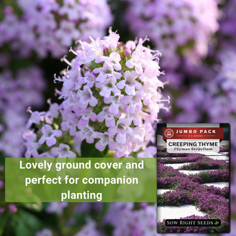 Creeping thyme growth habit showing 2-3 inch height