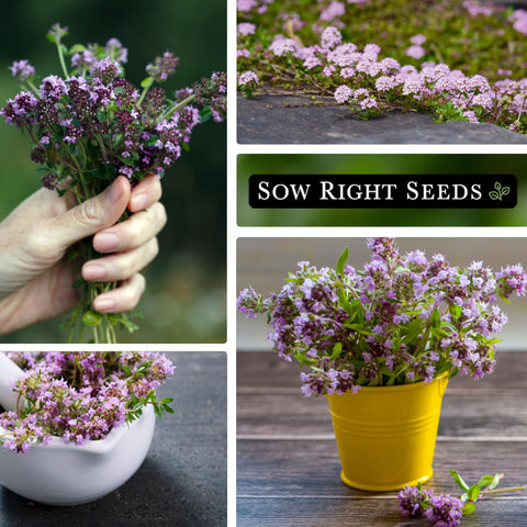 Bees visiting creeping thyme blossoms in a garden
