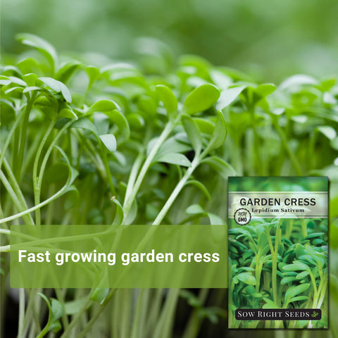 Sow Right Seeds cress germination 3-5 days for fresh greens