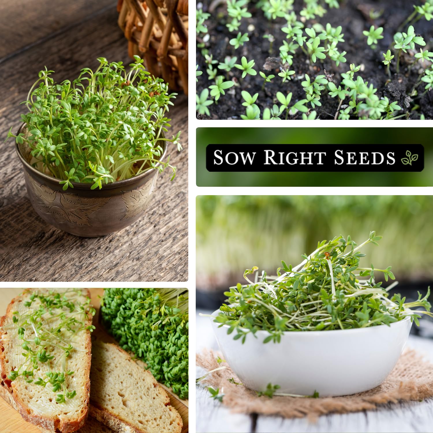 Sow Right Seeds cress leaves ready to trim for sandwiches