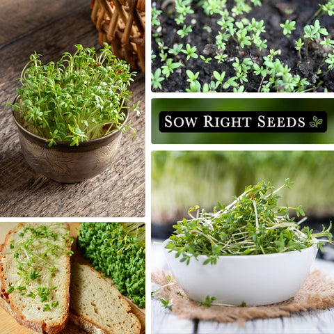 Sow Right Seeds cress leaves ready to trim for sandwiches