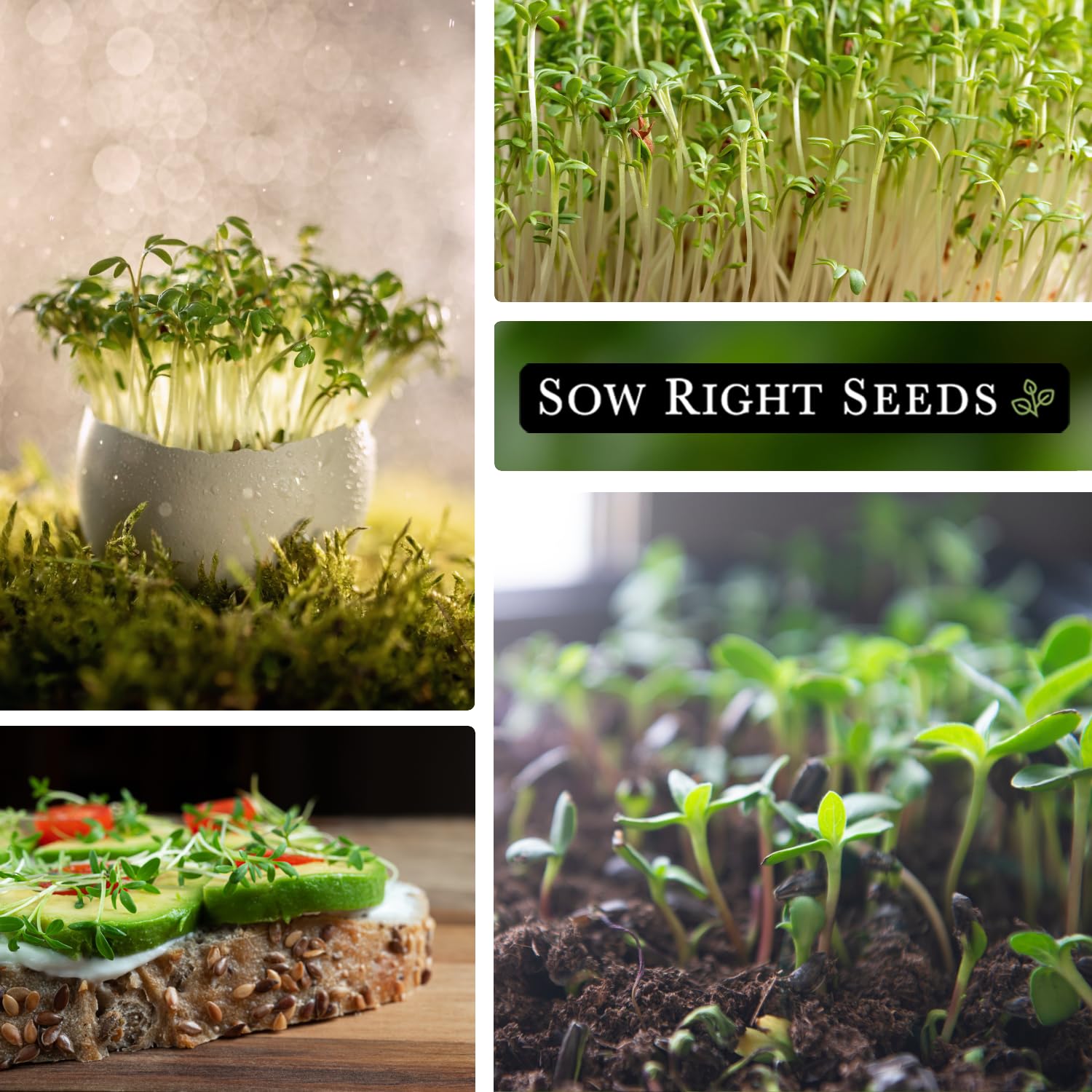 Non-GMO heirloom seeds with Safe Seed pledge from Sow Right Seeds.