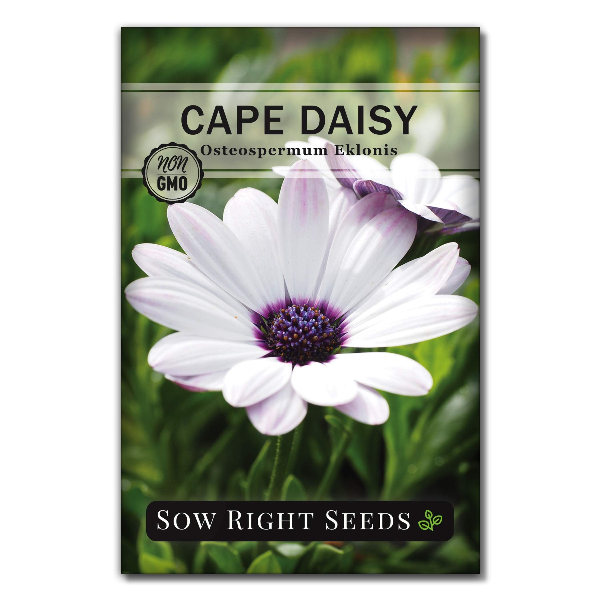 Sow Right Seeds daisy garden setup bloom image inspiring pollinator visits.