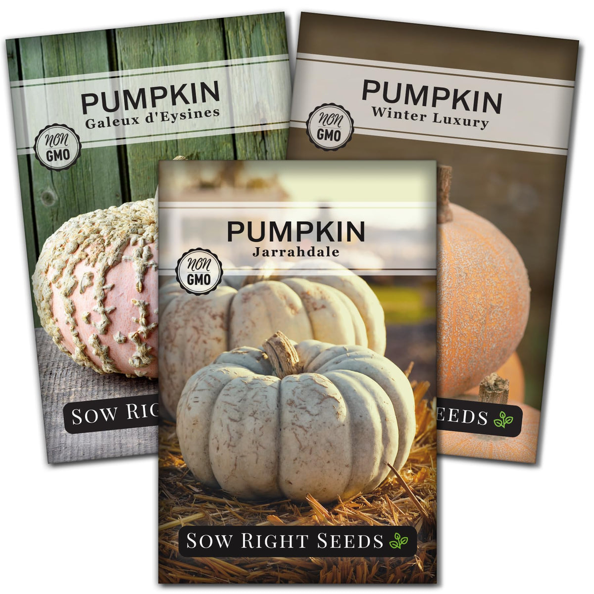 Sow Right Seeds decorative pumpkin seed collection pack for vibrant autumn decor.