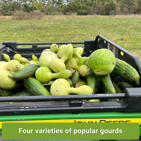 Sow Right Seeds dipper gourds image showcasing long curved shapes for crafts and centerpieces