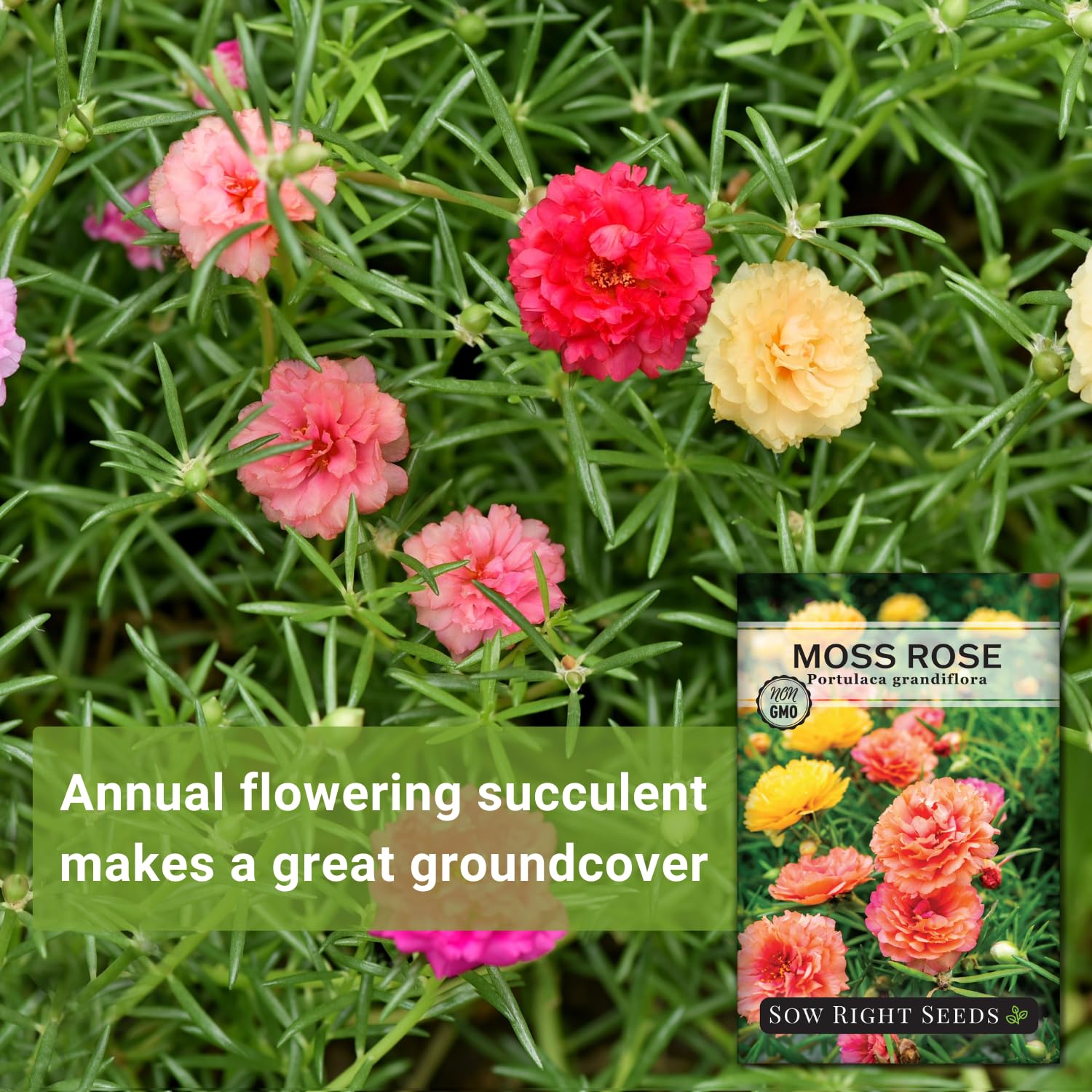 Sow Right Seeds Moss Rose double flowers for landscape accents.