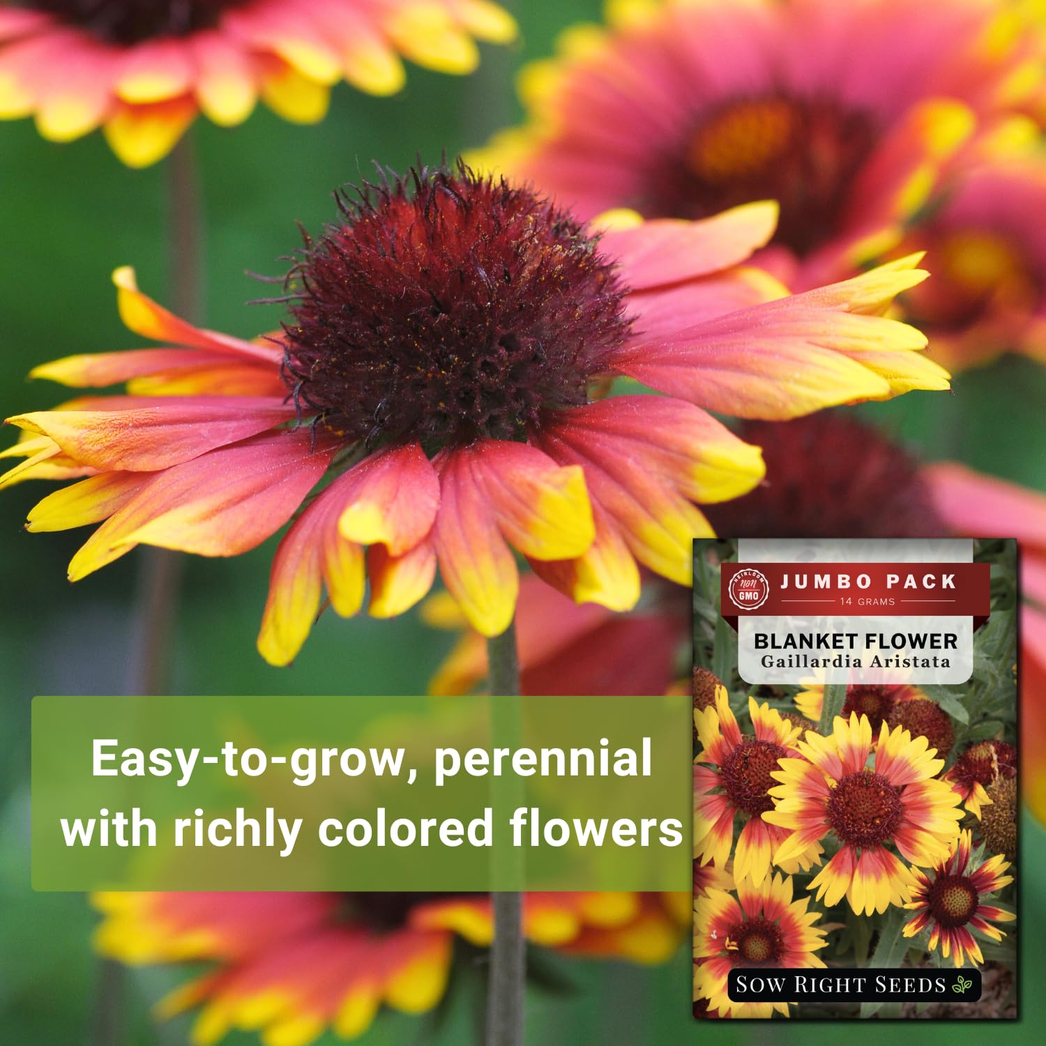 Sow Right Seeds non-GMO heirloom seeds for sustainable gardening.