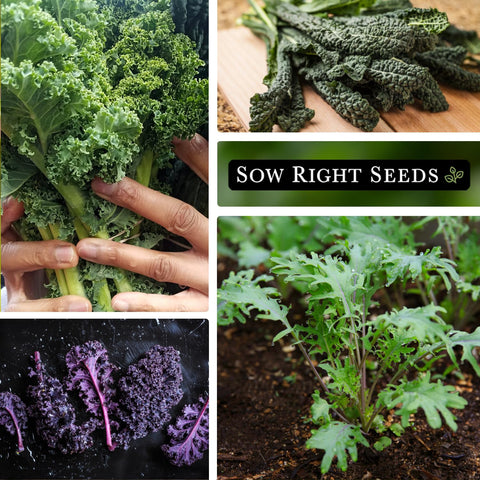 Sow Right Seeds Dwarf Blue Curled Scotch kale seeds—colorful, curly leaves for plates.