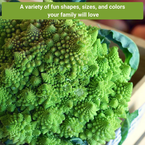 Sow Right Seeds early purple sprouting packet for an extended harvest season.