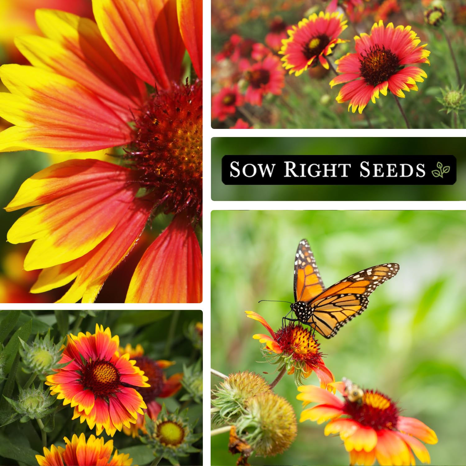 Sow Right Seeds easy-grow blanket flower with planting instructions included.