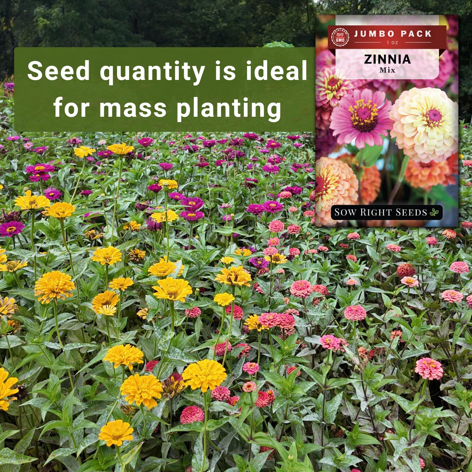 Sow Right Seeds easy-grow zinnia seeds with simple care for beginners.