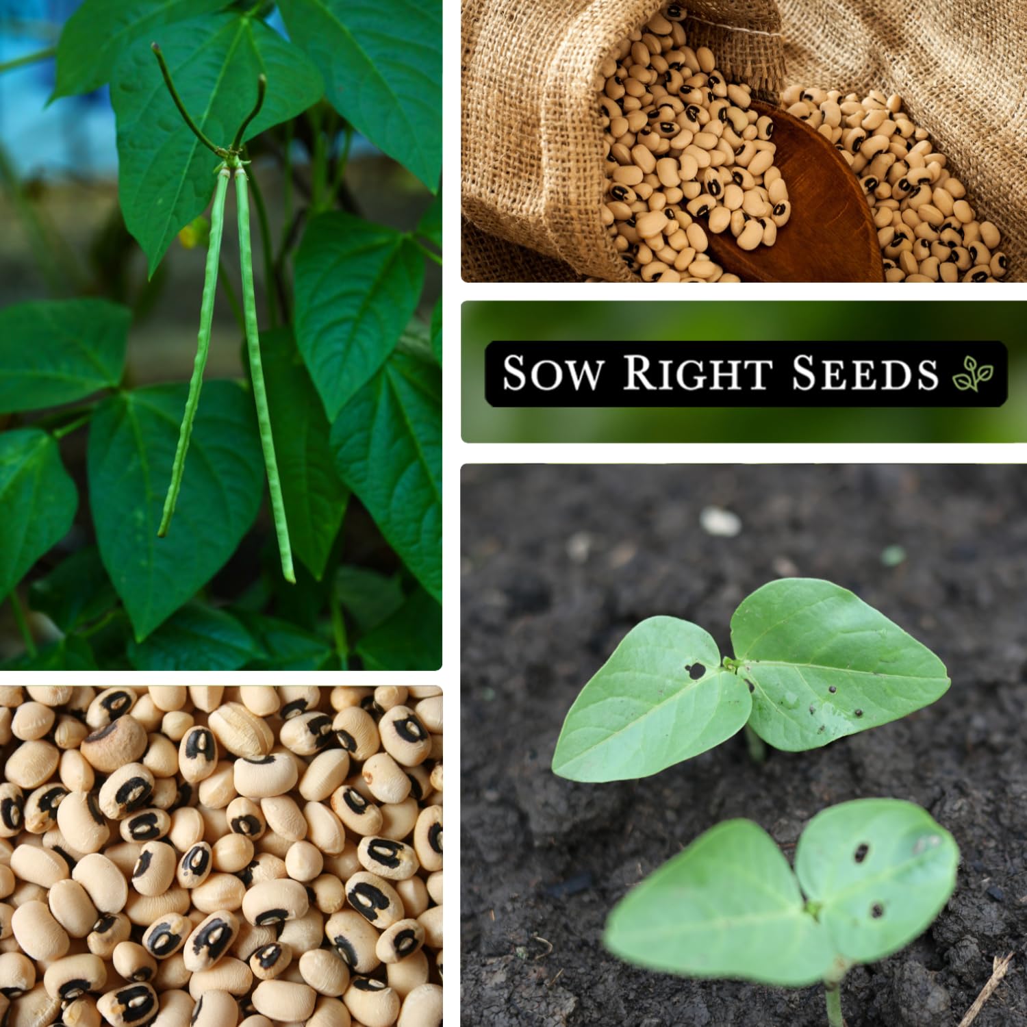 Sow Right Seeds easy-to-grow seeds with clear planting instructions.