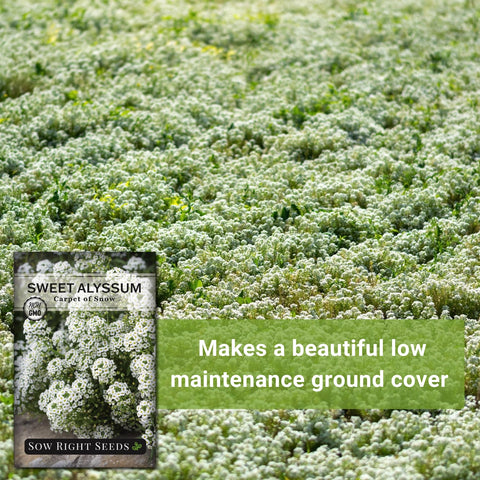 Sow Right Seeds edging border alyssum for a clean garden edge.