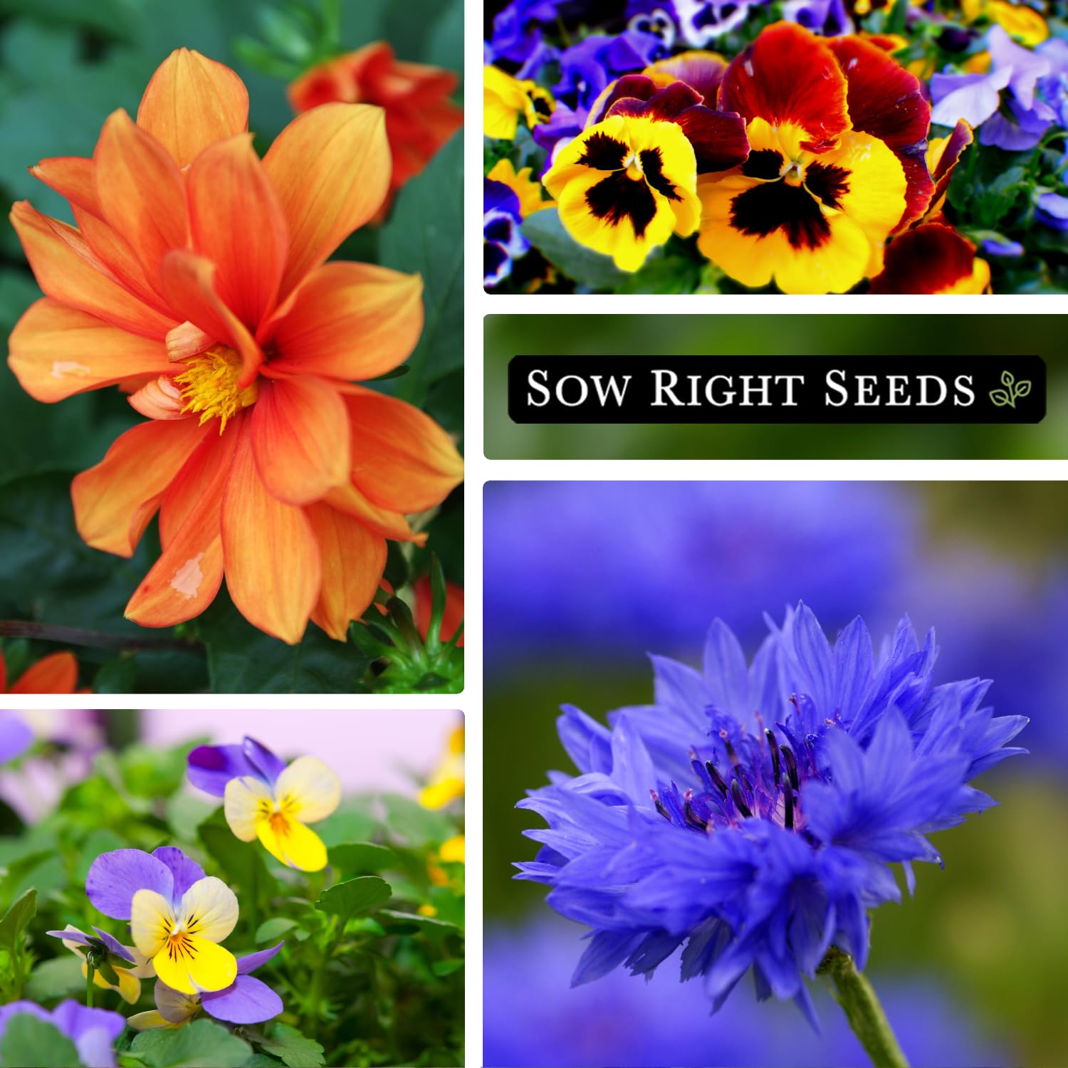 Sow Right Seeds lavender pack – fragrant blooms for relaxing tea and herb gardens.