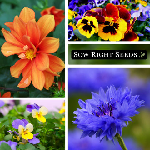 Sow Right Seeds lavender pack – fragrant blooms for relaxing tea and herb gardens.