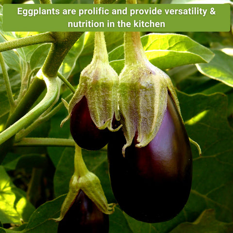 Sow Right Seeds Long Purple eggplant seeds for elongated fruit harvest.