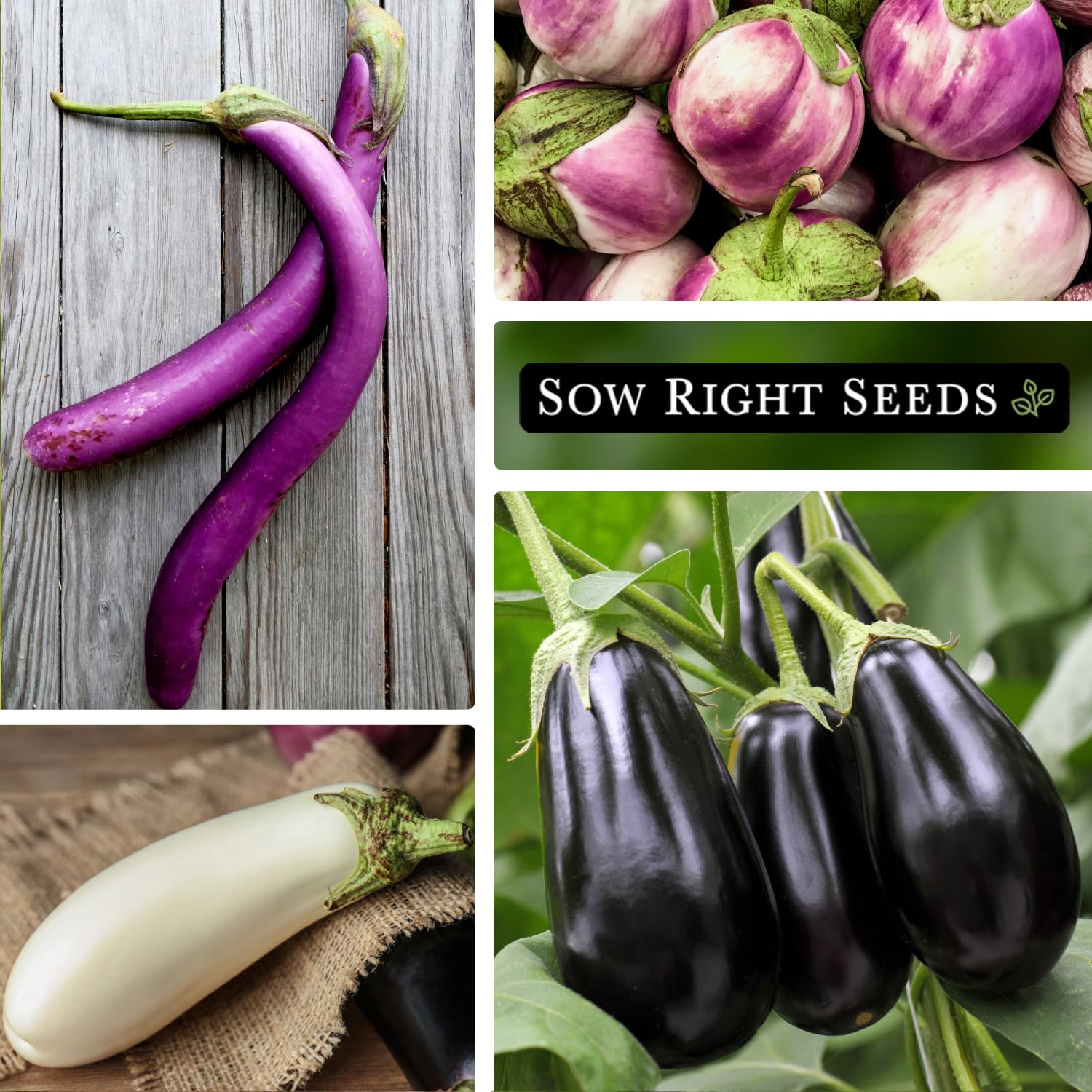 Sow Right Seeds Rosa Bianca eggplant seeds with heirloom flavor potential.