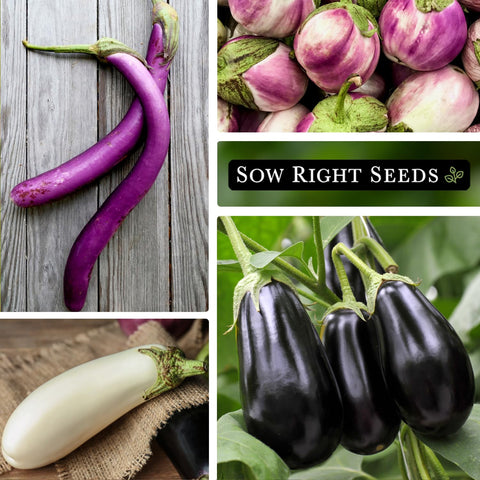 Sow Right Seeds Rosa Bianca eggplant seeds with heirloom flavor potential.