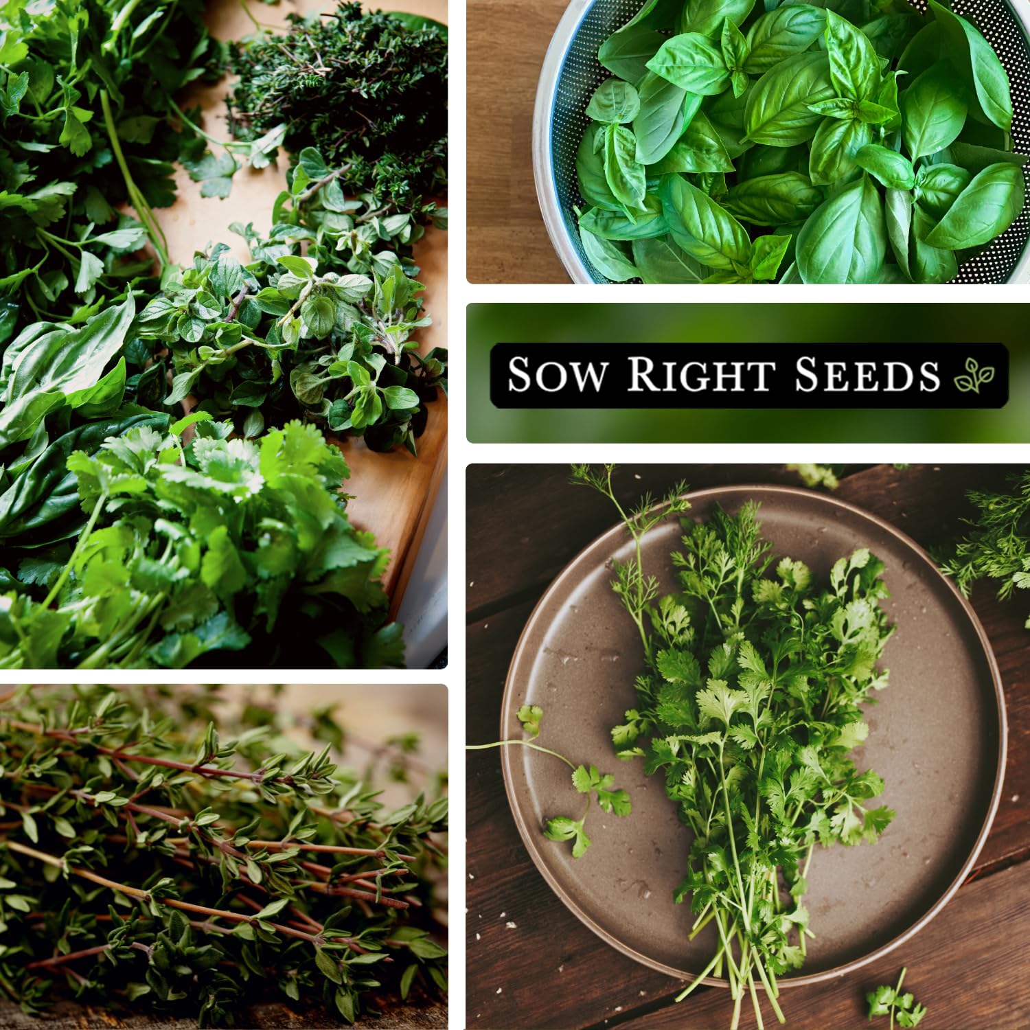 Sow Right Seeds Flat Leaf Parsley packet for bright garnishes and easy harvests.