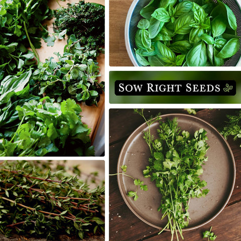 Sow Right Seeds Flat Leaf Parsley packet for bright garnishes and easy harvests.