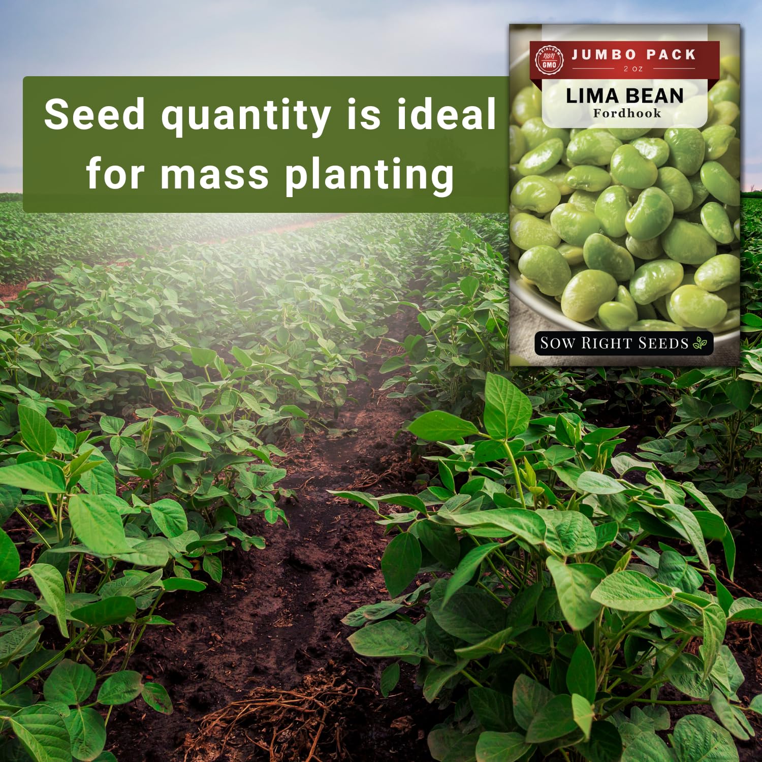 Fordhook Lima germination steps 7 to 18 days at warm soil