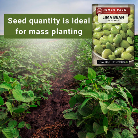 Fordhook Lima germination steps 7 to 18 days at warm soil