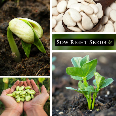 Fordhook Lima harvest ready plants maturing in 70 to 80 days