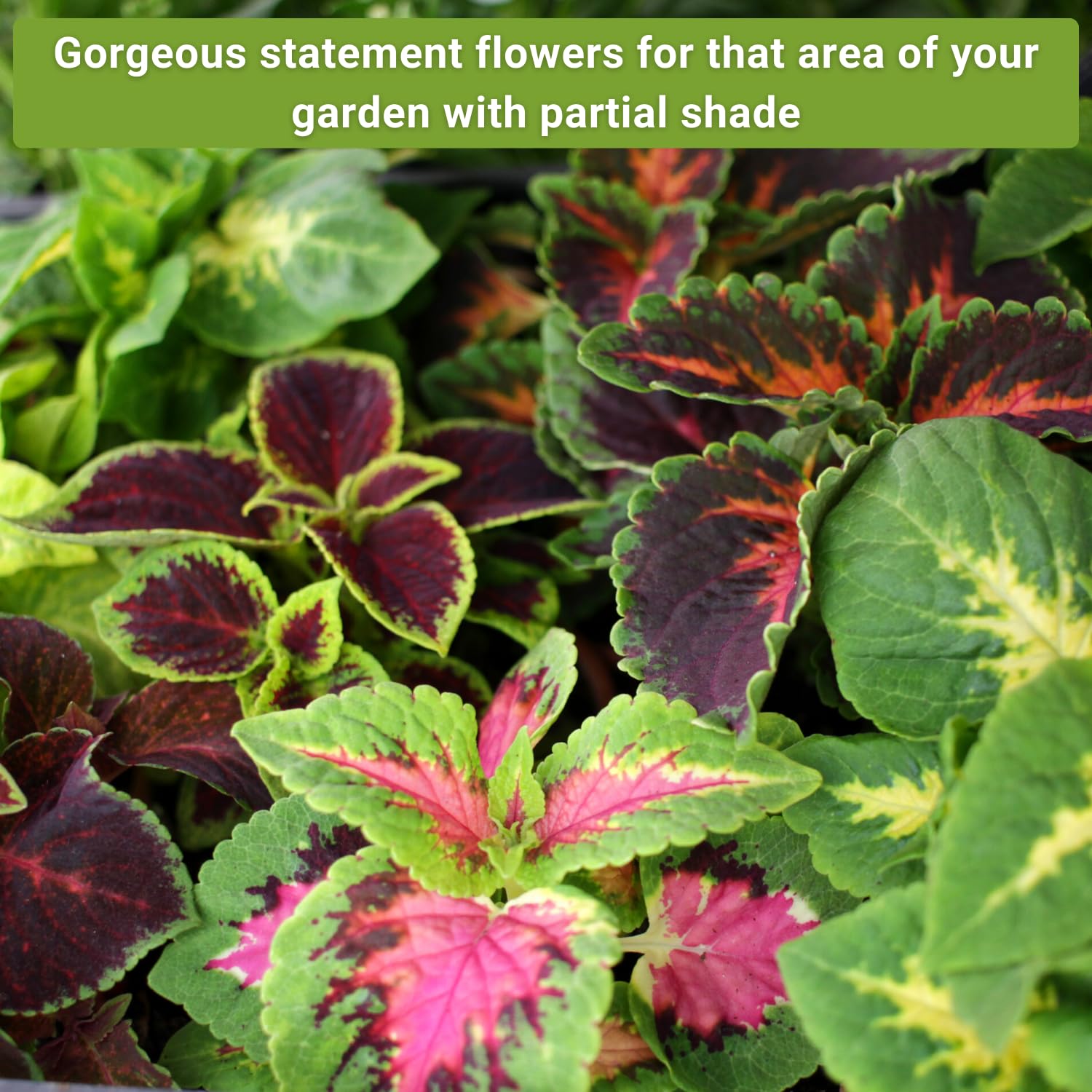 Sow Right Seeds Forget-me-not packet shows delicate blue blooms in cool shade corners.