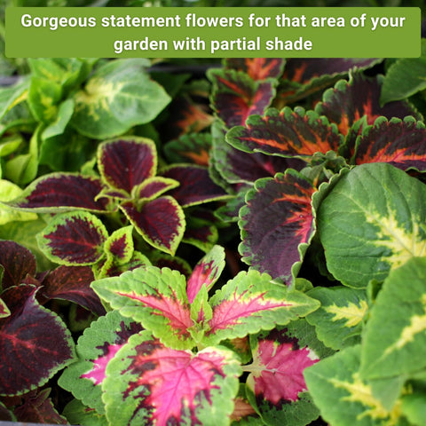 Sow Right Seeds Forget-me-not packet shows delicate blue blooms in cool shade corners.