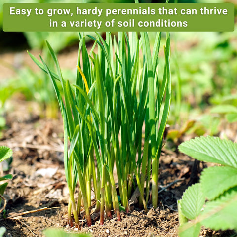 Sow Right Seeds fresh chives on a dish image highlighting garnish potential.