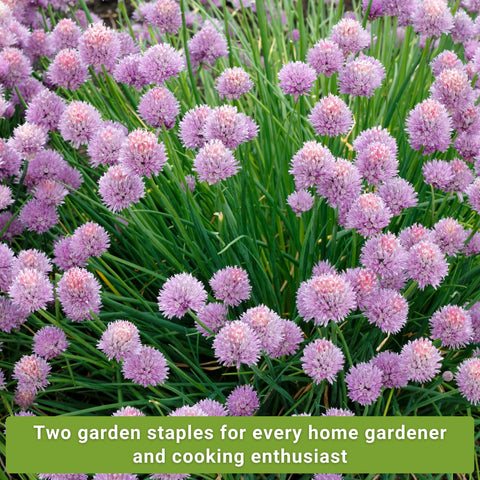 Sow Right Seeds garlic chives seeds close-up for flavorful perennial harvest.