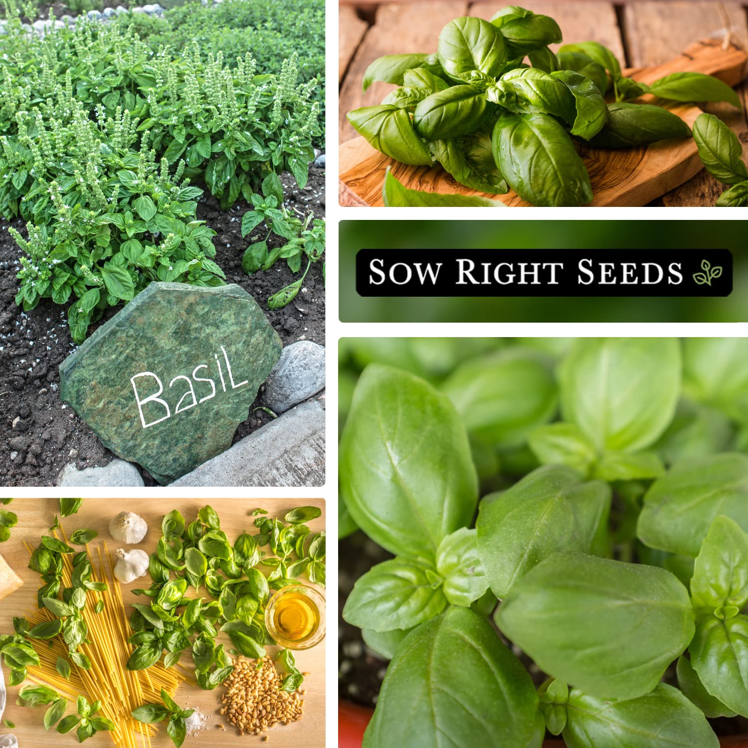 Harvest-ready Genovese basil leaves on a plant from Sow Right Seeds.