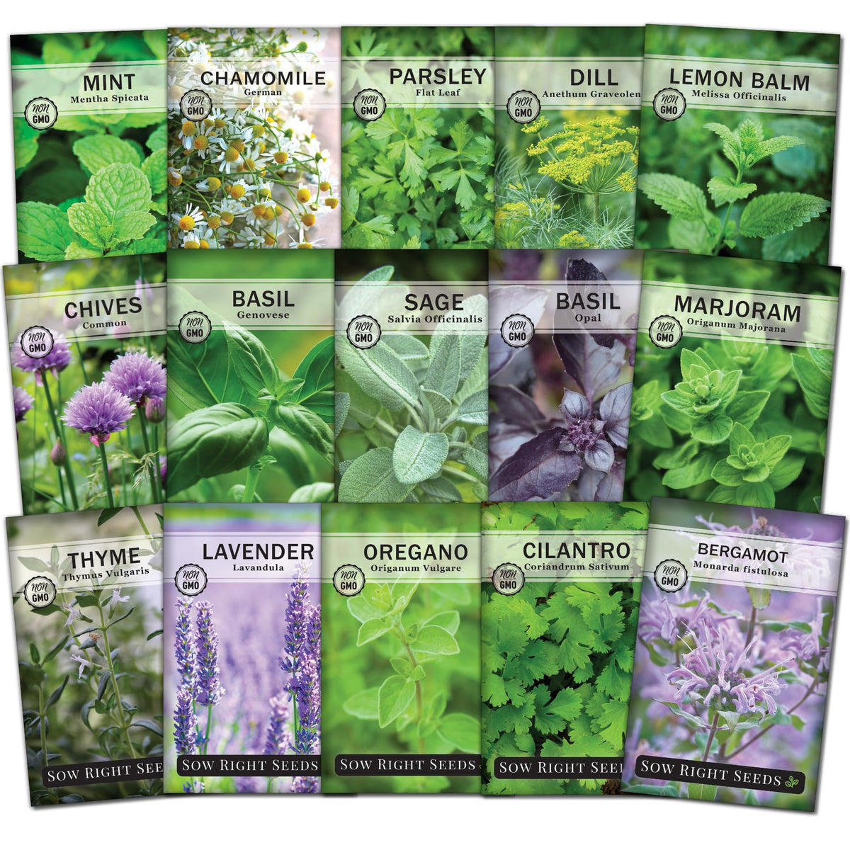 Sow Right Seeds Genovese Basil packet for easy indoor herb gardening and fresh, fragrant dishes