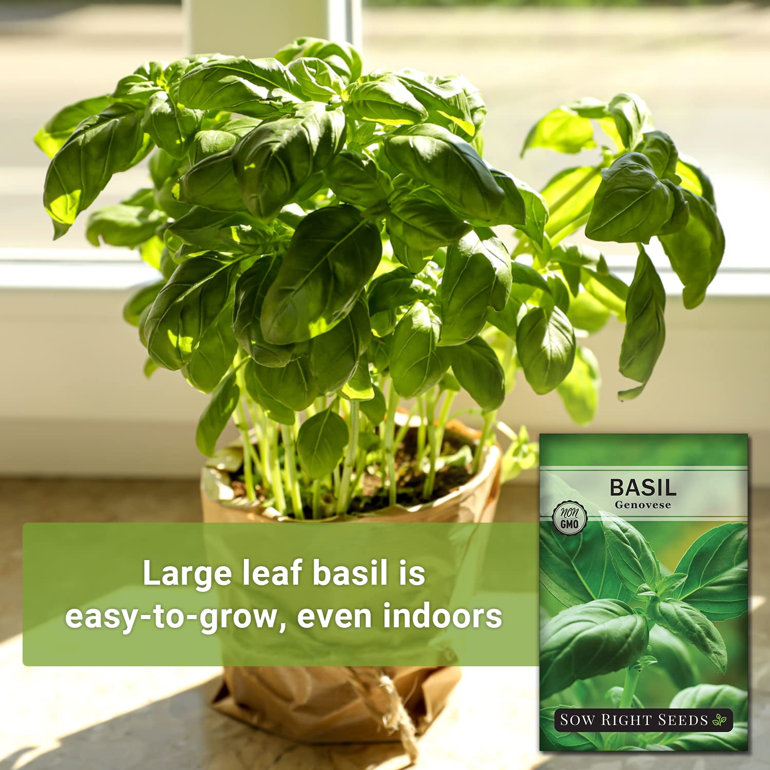 Genovese basil plant growing 2-3 feet tall in full sun from Sow Right Seeds.