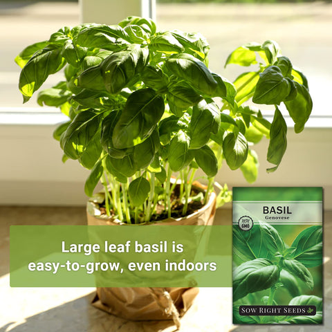 Genovese basil plant growing 2-3 feet tall in full sun from Sow Right Seeds.