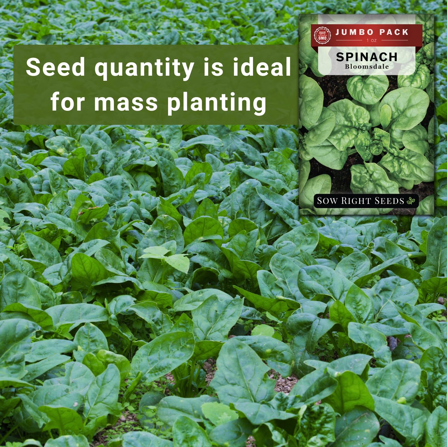 Sow Right Seeds germination in 7-14 days under optimal soil temperatures.