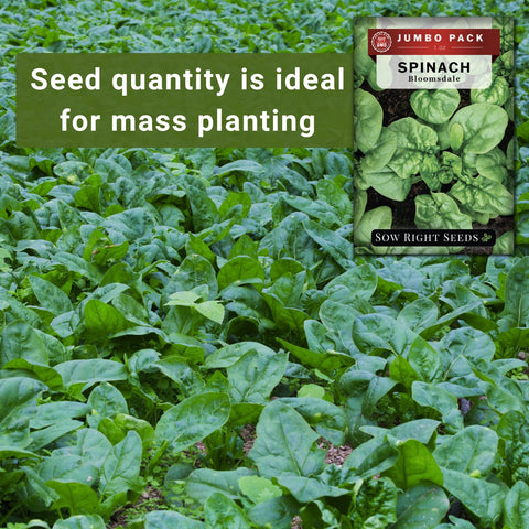 Sow Right Seeds germination in 7-14 days under optimal soil temperatures.