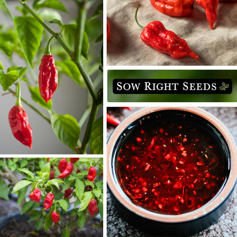 Sow Right Seeds ghost pepper garden under full sun ready for spicy harvest