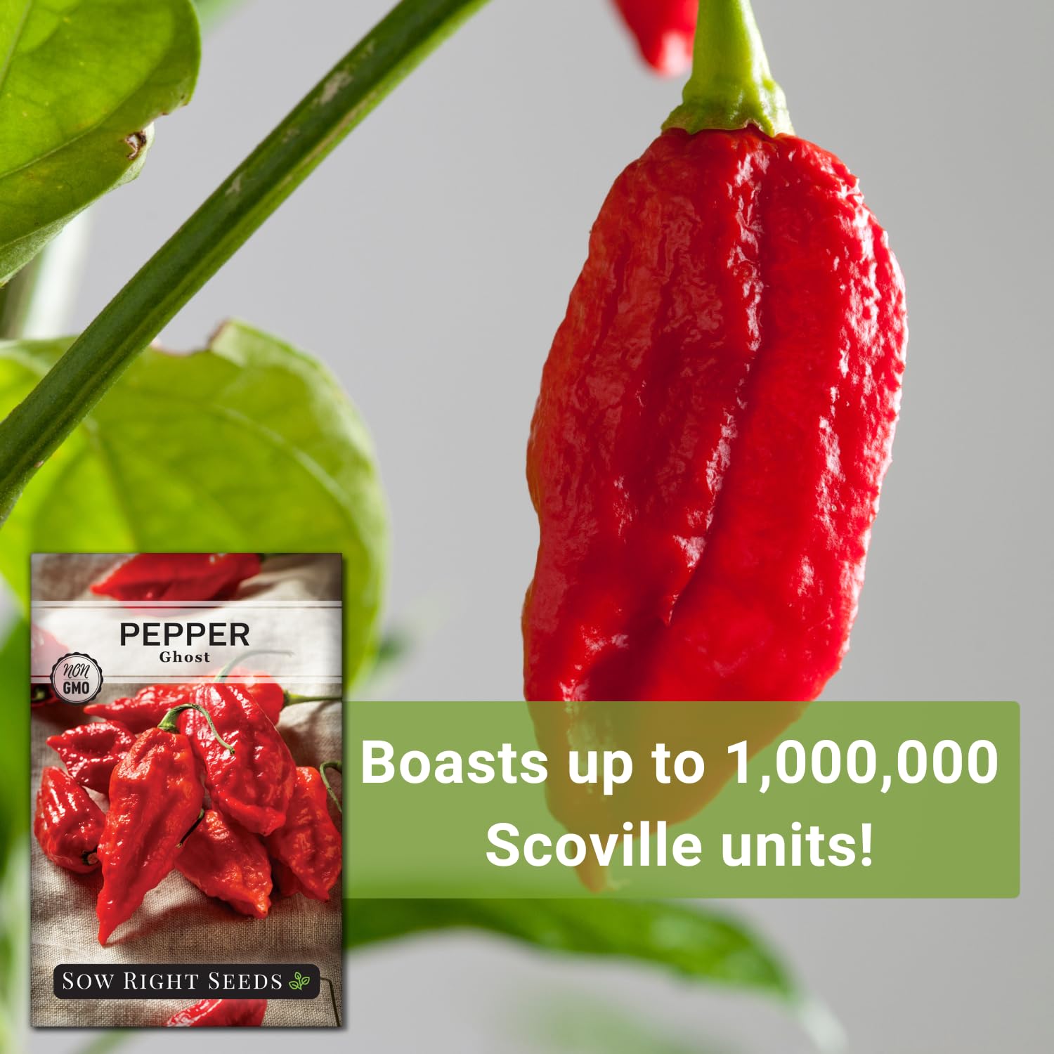 Sow Right Seeds ghost pepper harvest ready to pick and savor heat
