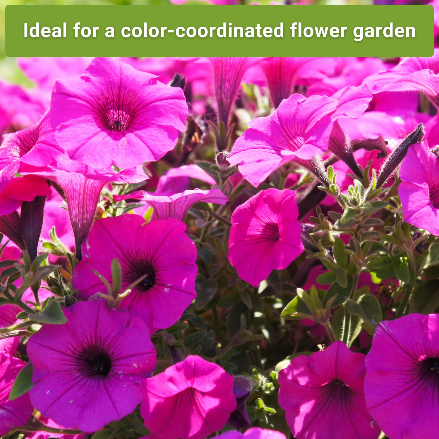 Sow Right Seeds Gloria Cosmos; cheerful pink cosmos for borders and cut arrangements.