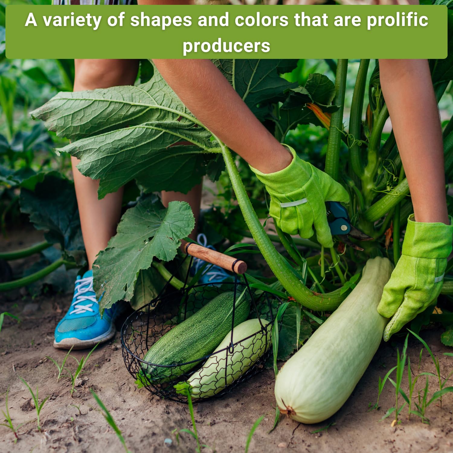 Sow Right Seeds Golden zucchini seed packet promotes sunny harvests.