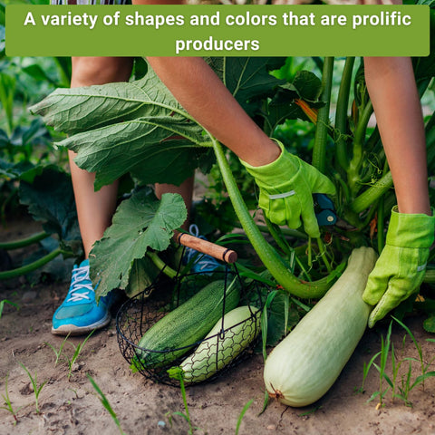 Sow Right Seeds Golden zucchini seed packet promotes sunny harvests.